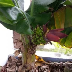 Dwarf Cavendish Banana Live Plant - 4-10