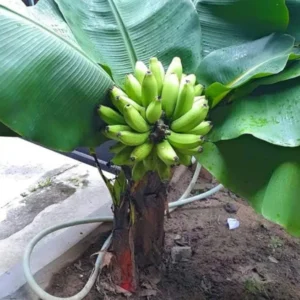 Dwarf Cavendish Banana Live Plant - 4-10