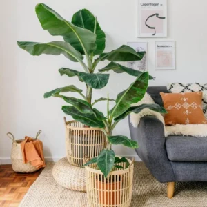 Dwarf Cavendish Banana Live Plant - 4-10