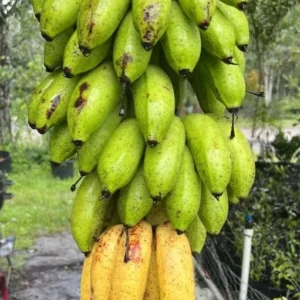 Dwarf Cavendish Banana Live Plant – Tropical Fruit Tree – 4-10