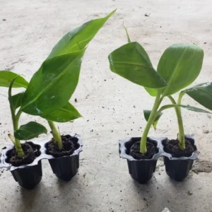 Dwarf Cavendish Banana Live Plant – Tropical Fruit Tree – 4-10