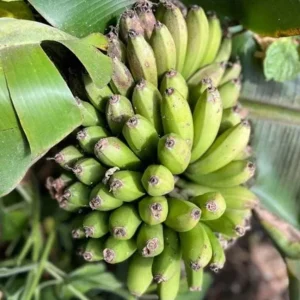 Dwarf Cavendish Banana Plant – Live Starter Plant – 4-6 inch Tall – Indoor/Outdoor Tropical - Image 4