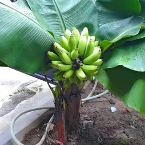 Dwarf Cavendish Banana Plant – Live Starter Plant – 4-6 inch Tall – Indoor/Outdoor Tropical - Image 5