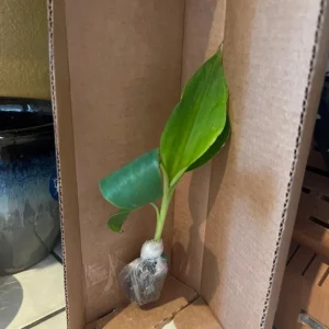 Dwarf Cavendish Banana Plant – Live Starter Plant – 4-6 inch Tall – Indoor/Outdoor Tropical - Image 7