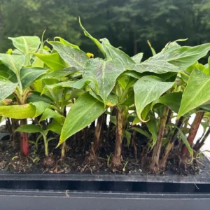 Dwarf Cavendish Banana Plant Plug - Live Cold Hardy Tropical Fruit Tree - Image 4