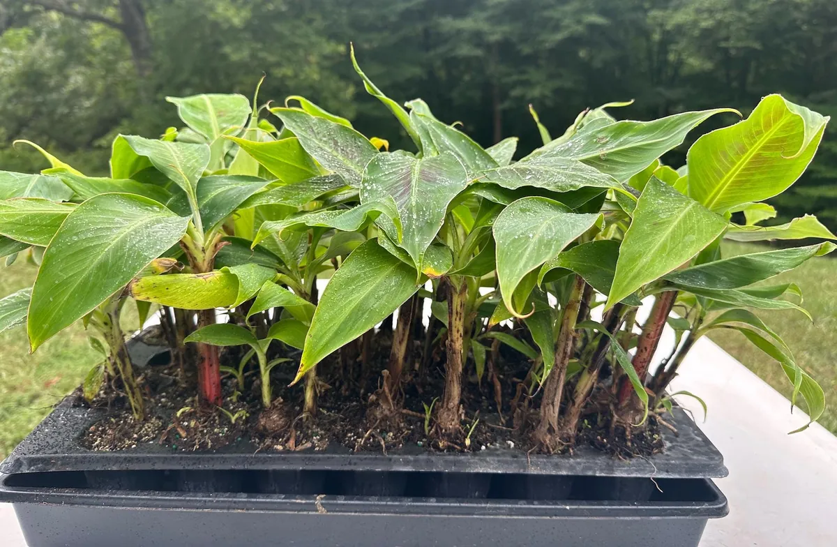 Dwarf Cavendish Banana Plant Plug - Live Cold Hardy Tropical Fruit Tree - Image 4