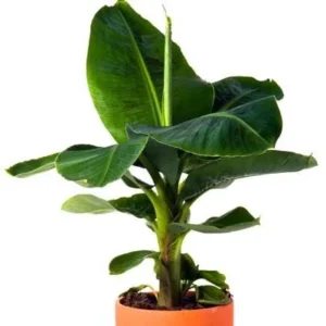Dwarf Cavendish Banana Plant Plug - Live Cold Hardy Tropical Fruit Tree - Image 5