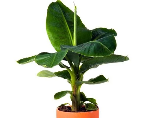Dwarf Cavendish Banana Plant Plug - Live Cold Hardy Tropical Fruit Tree - Image 5