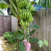 Dwarf Cavendish Banana Plants - Set of 2 Live Tropical Starters, 4-6 inches Tall - Image 1