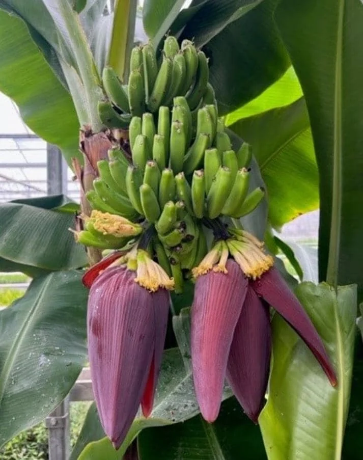 Dwarf Cavendish Banana Plants - Set of 2 Live Tropical Starters, 4-6 inches Tall - Image 2