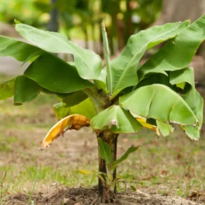 Dwarf Cavendish Banana Plants - Set of 2 Live Tropical Starters, 4-6 inches Tall - Image 4