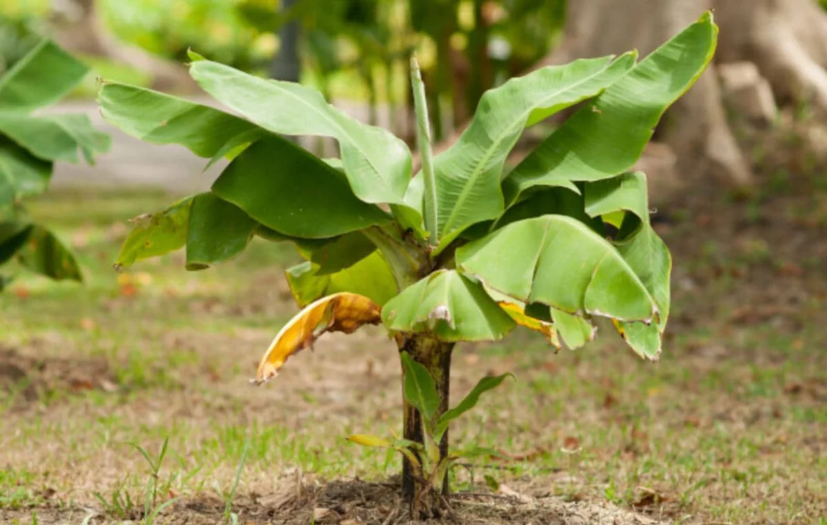 Dwarf Cavendish Banana Plants - Set of 2 Live Tropical Starters, 4-6 inches Tall - Image 4