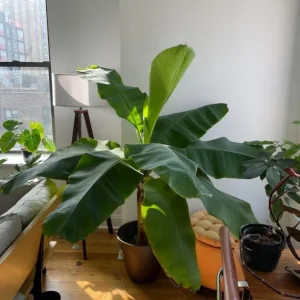 Dwarf Cavendish Banana Plants - Set of 2 Live Tropical Starters, 4-6 inches Tall - Image 5