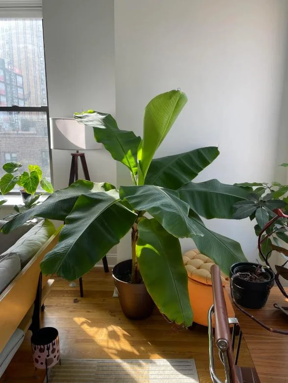 Dwarf Cavendish Banana Plants - Set of 2 Live Tropical Starters, 4-6 inches Tall - Image 5