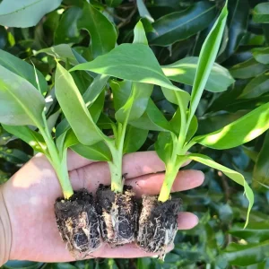 Dwarf Cavendish Banana Plants - Set of 2 Live Tropical Starters, 4-6 inches Tall - Image 7