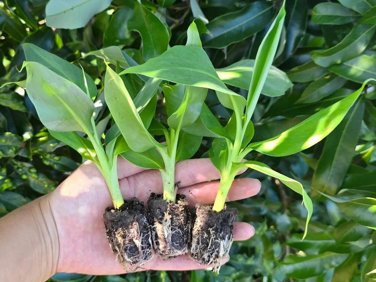 Dwarf Cavendish Banana Plants - Set of 2 Live Tropical Starters, 4-6 inches Tall - Image 7