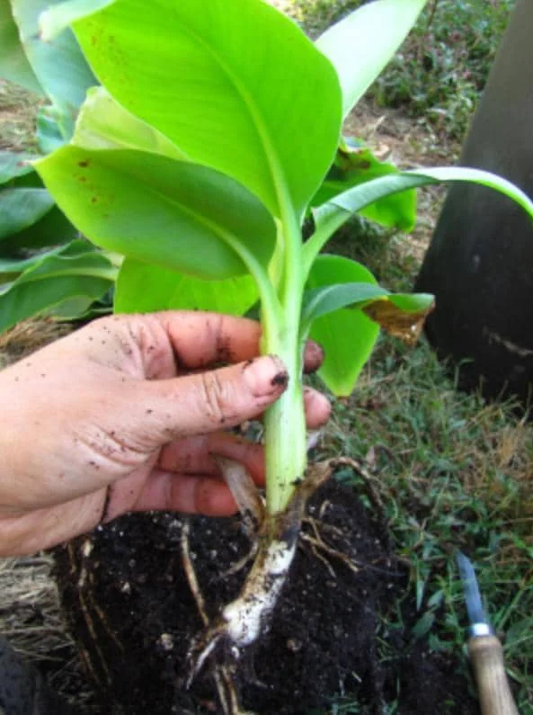 Dwarf Cavendish Banana Plants - Set of 2 Live Tropical Starters, 4-6 inches Tall - Image 8