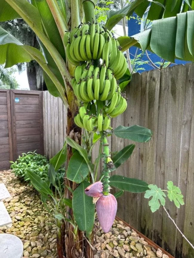 Dwarf Cavendish Banana Plants - Set of 2 Live Tropical Starters, 4-6 inches Tall - Image 1