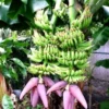 Dwarf Cavendish Banana Tree Live Plant - Musa acuminata 'Dwarf Cavendish' - 6-10 ft Tall - Indoor/Outdoor Fruit Plant - Image 1