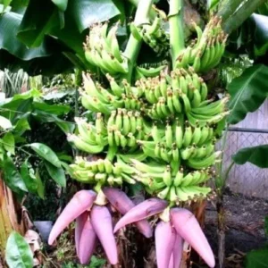 Dwarf Cavendish Banana Tree Live Plant - Musa acuminata 'Dwarf Cavendish' - 6-10 ft Tall - Indoor/Outdoor Fruit Plant - Image 1