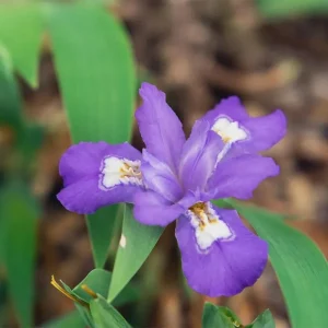 Dwarf Crested Iris Bare-root Plant - Wild Iris Cristata - 4-9 Inch Tall - Image 1