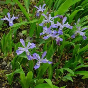 Dwarf Crested Iris Bare-root Plant - Wild Iris Cristata - 4-9 Inch Tall - Image 6