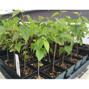 Dwarf Everbearing Mulberry Live Plant - Fruit Tree, Zones 6-11 - Image 3