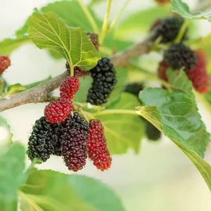 Dwarf Everbearing Mulberry Live Plant - Fruit Tree, Zones 6-11 - Image 6