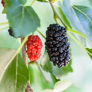 Dwarf Everbearing Mulberry Live Plant - Fruit Tree, Zones 6-11 - Image 7