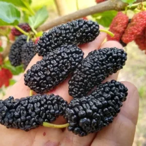 Dwarf Everbearing Mulberry Live Plant - Fruit Tree, Zones 6-11 - Image 9