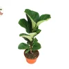 Dwarf Fiddle Leaf Fig Live Plant – 4 inch Pot – Indoor Houseplant - Image 1