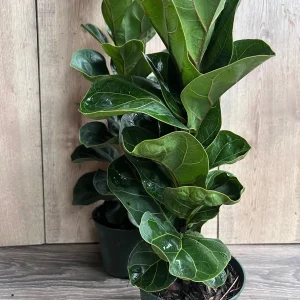 Dwarf Fiddle Leaf Fig Live Plant – Ficus Lyrata Bambino – 6 inch Pot – Indoor Houseplant - Image 5