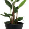 Dwarf Golden Brush Ginger Live Plant - Burbidgea scheizocheila - 4" Pot - Image 1
