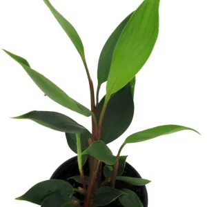 Dwarf Golden Brush Ginger Live Plant - Burbidgea scheizocheila - 4