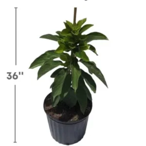 Dwarf Grafted Avocado Tree Live Plant – 2-4ft Tall – Container Growing - Image 5