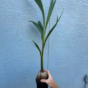 Dwarf Green Malayan Coconut Live Plant 2-3 Ft Tall 1 Gallon Pot Tropical Tree - Image 7