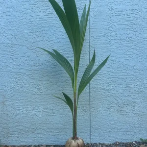 Dwarf Green Malayan Coconut Live Tree - 2-3ft Tall, 1 Gallon Pot, Fully Rooted, Outdoor Tropical Plant - Image 4