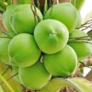 Dwarf Green Malayan Coconut Live Tree - 2-3ft Tall, 1 Gallon Pot, Fully Rooted, Outdoor Tropical Plant - Image 9