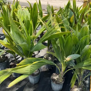 Dwarf Green Malayan Coconut Live Tree - 3 Gallon, 3 Feet Tall - Image 5