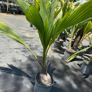 Dwarf Green Malayan Coconut Live Tree - 3 Gallon, 3 Feet Tall - Image 6