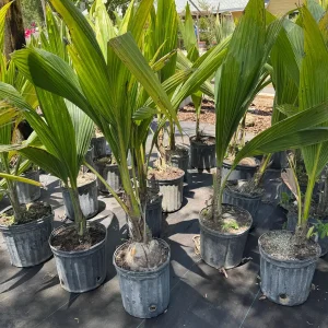 Dwarf Green Malayan Coconut Live Tree - 3 Gallon, 3 Feet Tall - Image 8