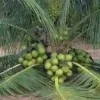 Dwarf Green Malayan Coconut Palm Tree - Live Sprouted Plant, 6-18 inches tall - Image 1