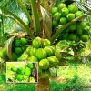 Dwarf Green Malayan Coconut Seeds - Costa Rican Certified, Cocos Nucifera - Image 1