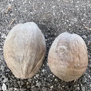 Dwarf Green Malayan Coconut Seeds - Costa Rican Certified - Non-Sprouted - Image 2