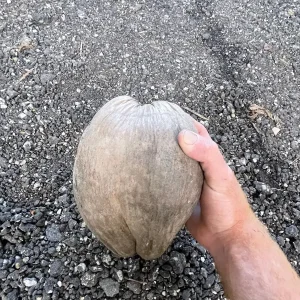 Dwarf Green Malayan Coconut Seeds - Costa Rican Certified, Cocos Nucifera - Image 2