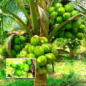 Dwarf Green Malayan Coconut Seeds - Costa Rican Certified, Cocos Nucifera - Image 1