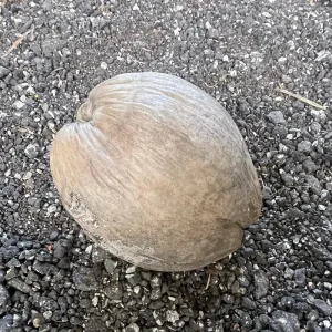 Dwarf Green Malayan Coconut Seeds - Costa Rican Certified, Cocos Nucifera - Image 4