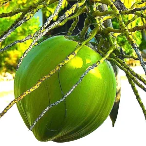 Dwarf Green Malayan Coconut Seeds - Costa Rican Certified, Cocos Nucifera - Image 7