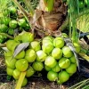 Dwarf Green Malayan Coconut Seeds - Rare Costa Rican Certified - Image 1