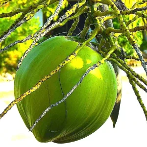 Dwarf Green Malayan Coconut Seeds - Rare Costa Rican Certified - Image 5